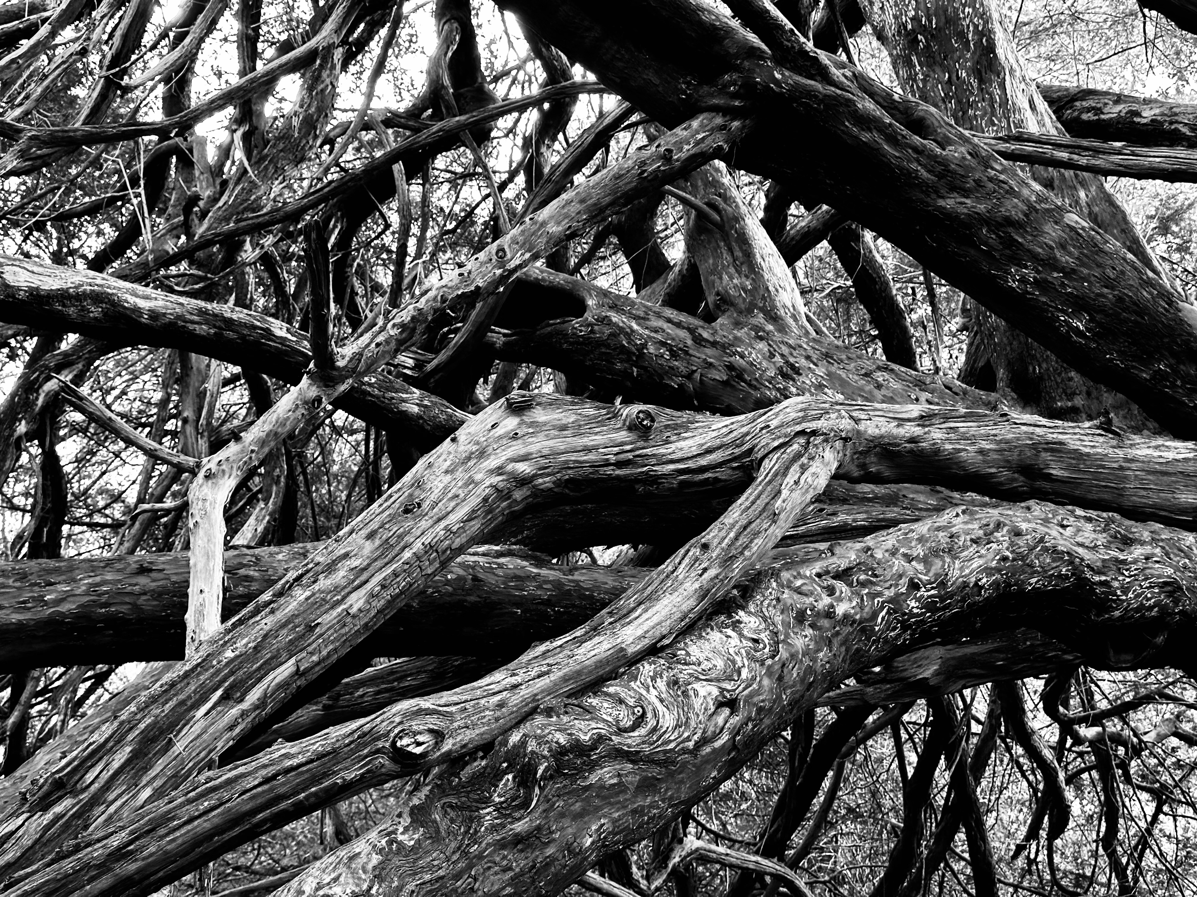 Life, death & rebirth. Walter van Rijn (c)2025