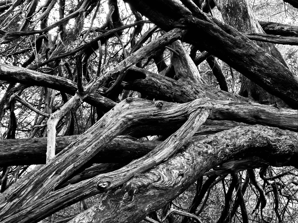 Life, death &&nbsp;rebirth